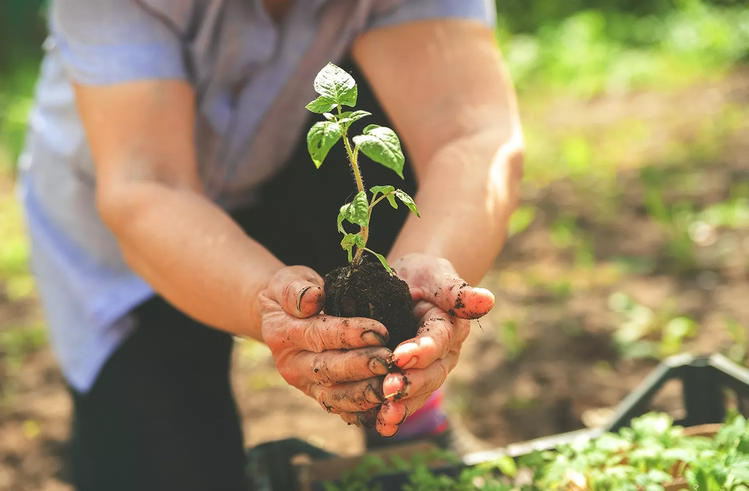 Gestión de residuos orgánicos para su aplicación agrícola en Toledo